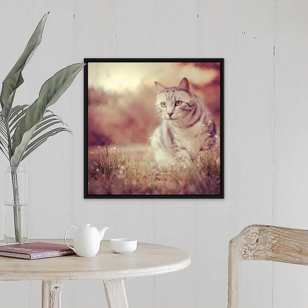 "Cat in grass at sunset." Black Float Frame Canvas Art